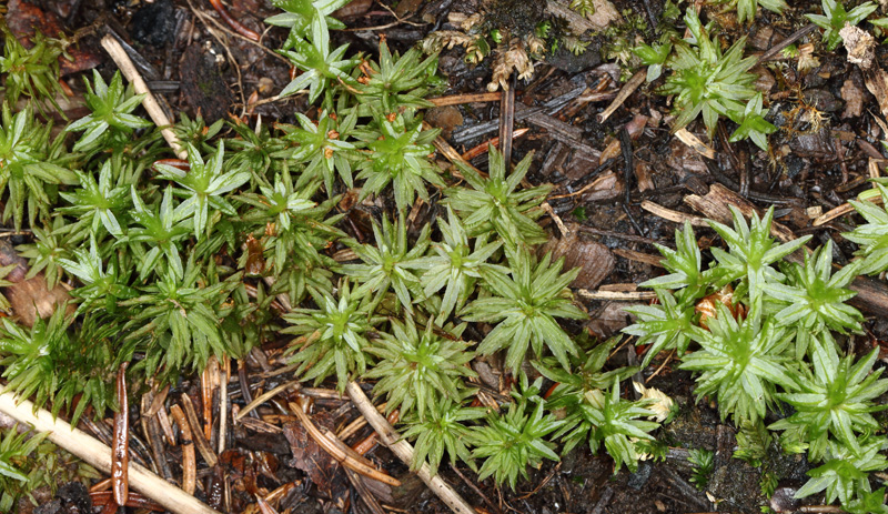 Atrichum crispulum